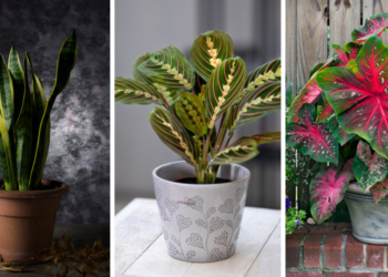 Quelle plante peu de lumière ?