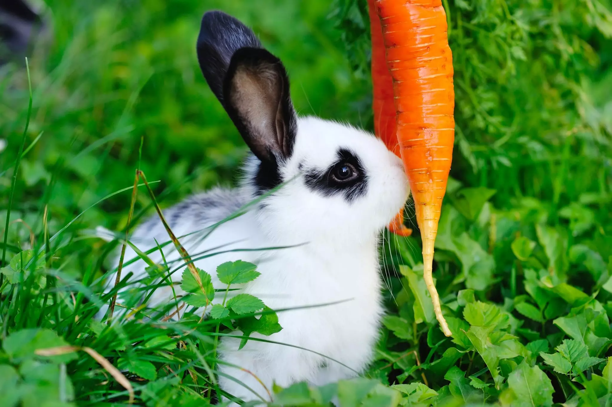 Quelle Plante Peut Tuer Un Lapin