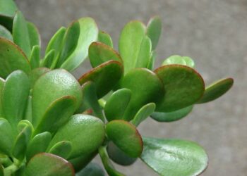 Quelle plante porte malheur ?