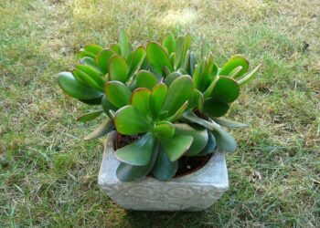 Quelle plante pour absorber les ondes ?