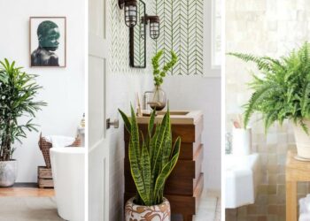 Quelle plante pour absorber l'humidité dans une salle de bain ?