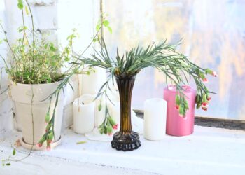 Quelle plante pour absorber l'humidité d'une salle de bain ?