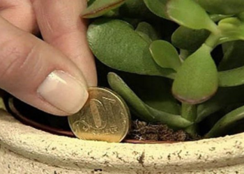 Quelle plante pour attirer l'amour ?