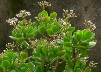 Quelle plante pour avoir de l'argent ?