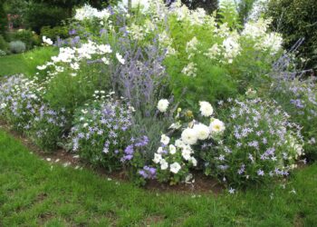 Quelle plante pour bleu ?