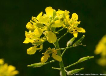 Quelle plante pour faire de la moutarde ?