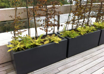 Quelle plante pour grand bac extérieur ?