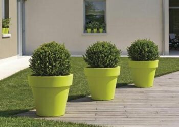 Quelle plante pour grand pot extérieur ?