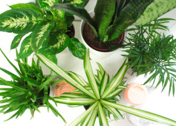 Quelle plante pour purifier l'air ?