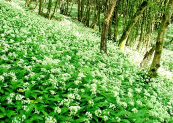 Quelle plante pour un Sous-bois ?