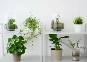 Quelle plante pour un bureau Zen ?