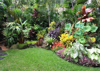Quelle plante pour un jardin tropical ?