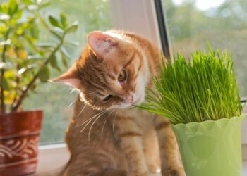 Quelle plante quand on a un chat ?