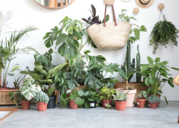 Quelle plante qui n'a pas besoin de lumière ?