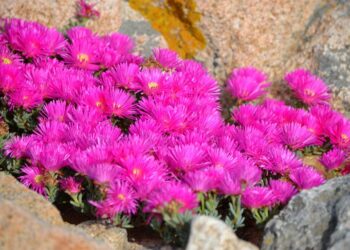 Quelle plante résiste à la sécheresse ?