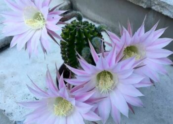 Quelle plante résiste au froid ?