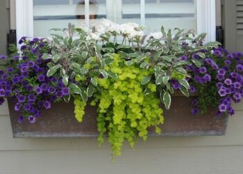 Quelle plante retombante pour jardinière ?