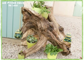 Quelle plante sur bois flotté ?