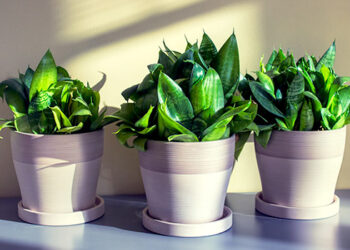 Quelle plante verte pour une pièce sombre ?