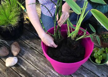 Quelle planter dans un pot non percé ?