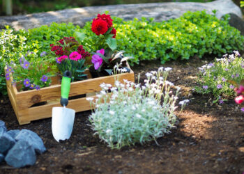 Quelle plantes supporté d'être dehors l'hiver ?