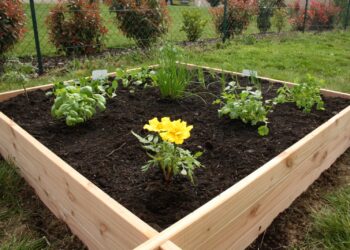 Quelle profondeur pour un carré potager ?