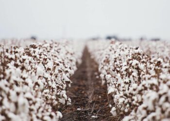Quelle qualité de coton ?