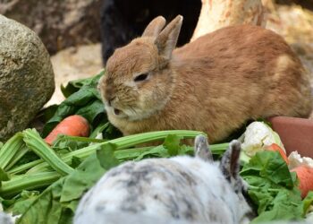 Quelle quantité de nourriture pour un lapin ?