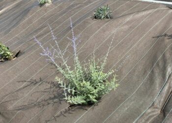 Quelle quantité de paillage au m2 ?