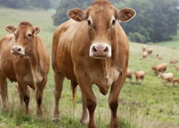 Quelle race Les vaches marron ?