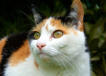 Quelle race de chat reste à la maison ?