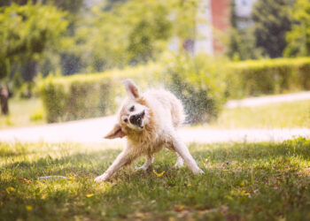 Quelle race de chien ne sent pas mauvais ?