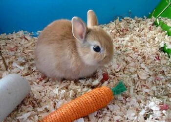 Quelle salade lapin nain ?