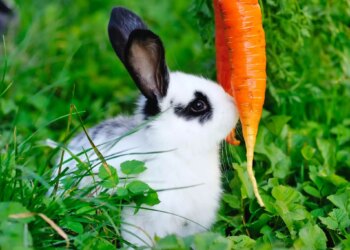 Quelle salade ne pas donner au lapin ?