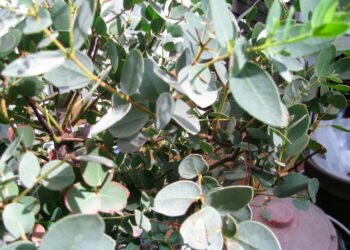 Quelle sorte d'eucalyptus choisir ?