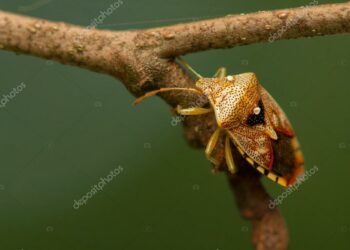 Quelle sorte d'insecte ?