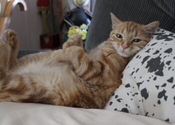 Quelle surface pour un chat ?