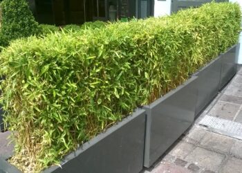 Quelle taille de bac pour arbuste ?