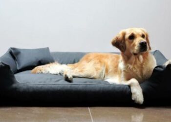 Quelle taille de coussin pour Golden Retriever ?