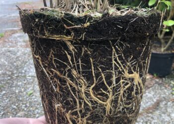 Quelle taille de pot pour ma plante ?