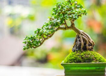 Quelle taille de pot pour un bonsaï ?