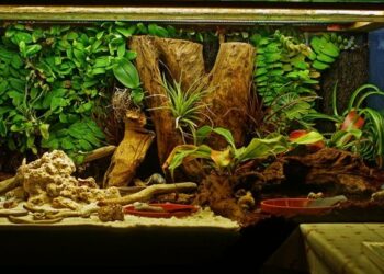 Quelle taille de terrarium ?