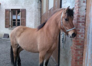 Quelle taille fait un fjord ?