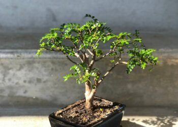 Quelle taille pot de culture bonsaï ?