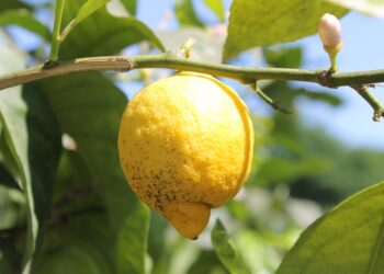 Quelle température peut supporter un citronnier ?