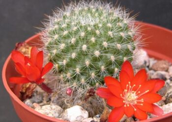 Quelle température supporte les cactus ?