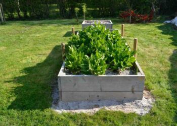 Quelle terre mettre dans un jardin surélevé ?