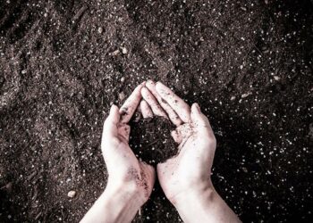 Quelle terre pour Celosia ?