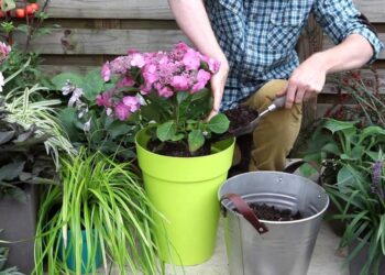 Quelle terre pour Hydrangea ?
