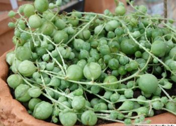 Quelle terre pour Senecio Rowleyanus ?